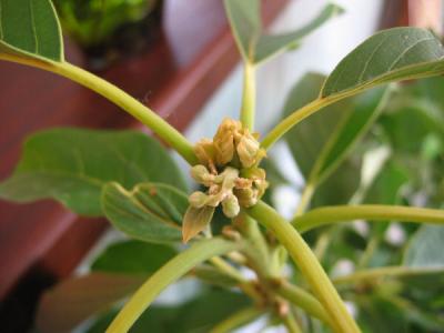 fleur d'avocat