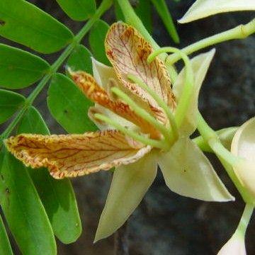fleur de tamarinier