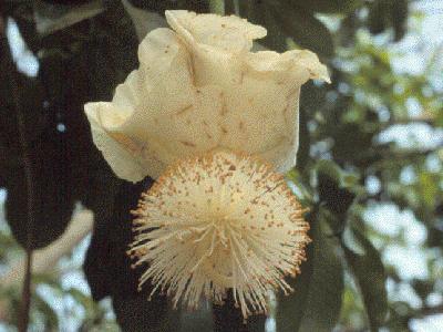fleur de baobab