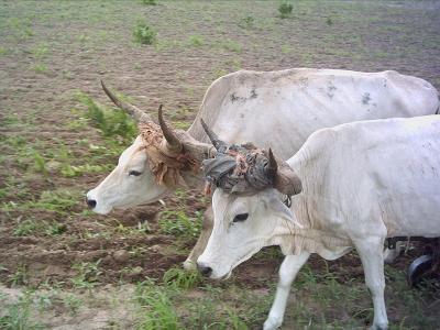 boeufs atteles