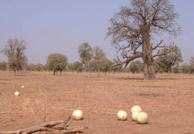 champ de calebasse