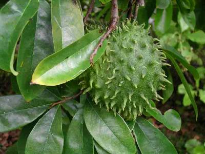 fruit : corossol