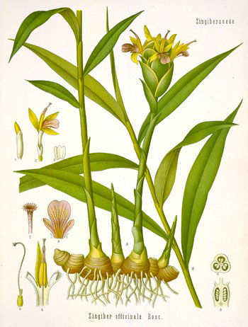 racine de gngembre