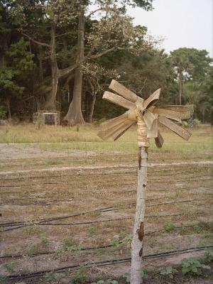 jardn de femmes en casamance