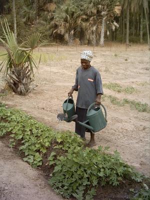 jardn de femmes en casamance