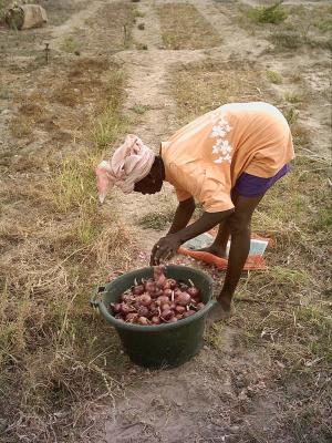 jardn de femmes en casamance