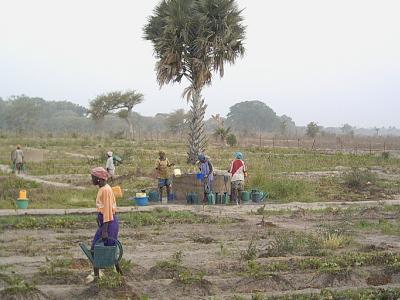 jardn de femmes en casamance