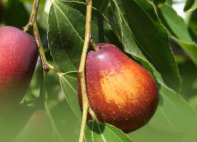 jujube, fruit sur le jujubier