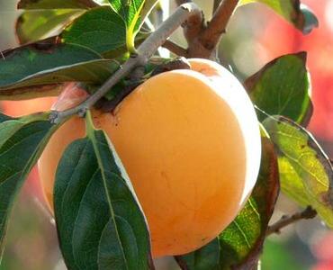 kaki sur l'arbre