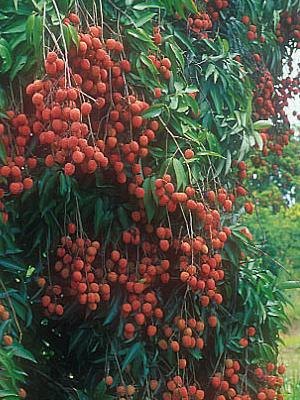 lychees sur l'arbre