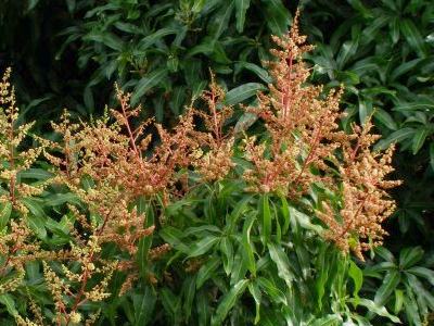 manguier en fleurs