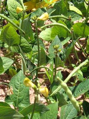 plant de niébé en fleur