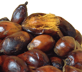 fruit du palmier à huile