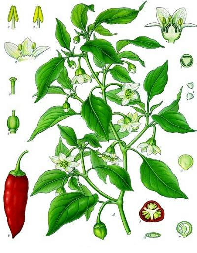 planche piment