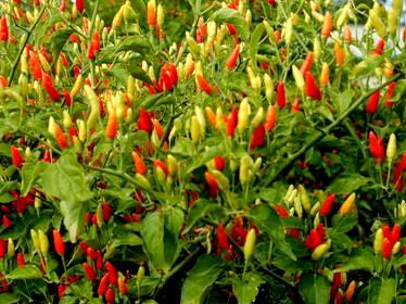 plant de piment