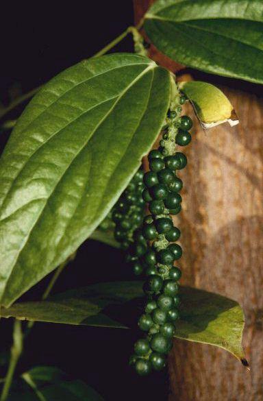 grappe de poivre