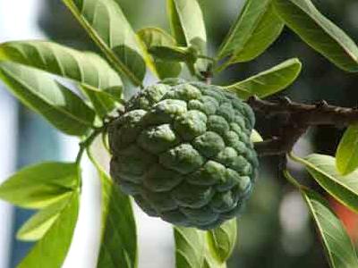 pomme cannelle ou attier