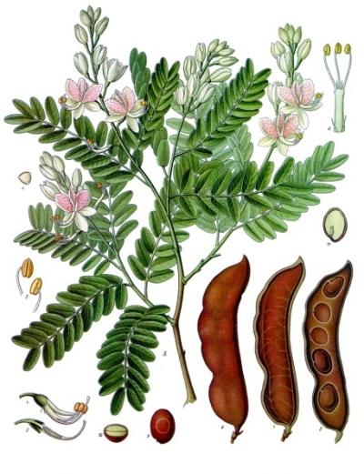 description du tamarinier et des graines de tamarin
